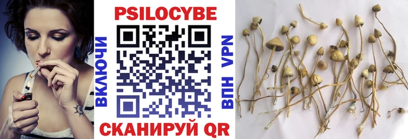 где купить наркоту  Высоцк  Галлюциногенные грибы Psilocybe 